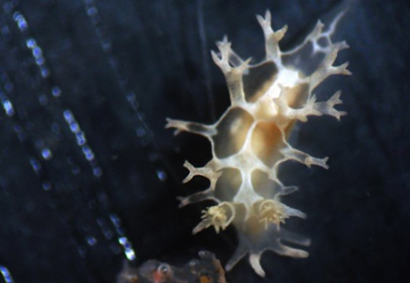 Illustration for article titled New species of sea slug named after Khaleesi from 'Game of Thrones'